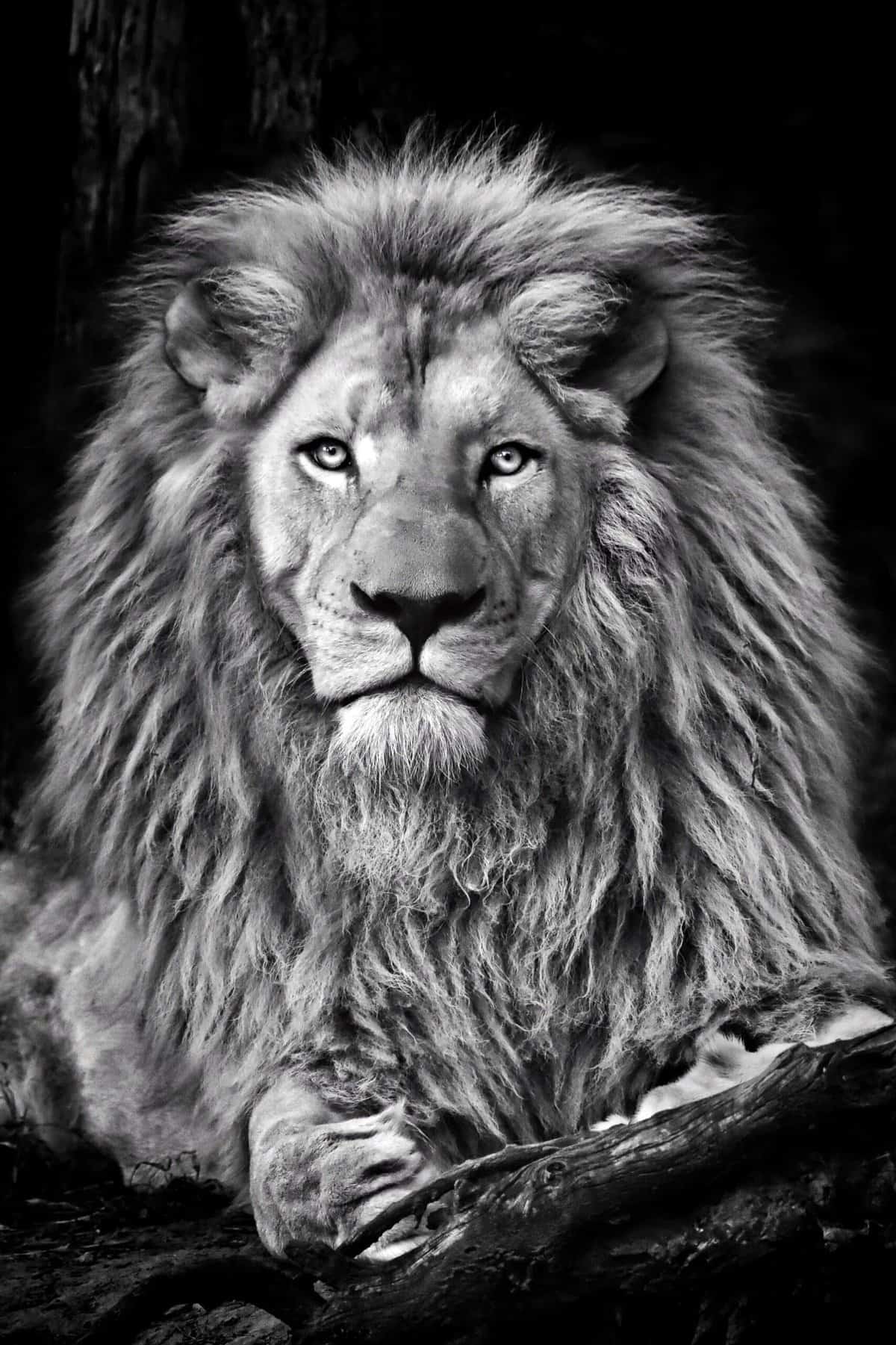 king-of-the-jungle-2021-08-29-11-29-52-utc