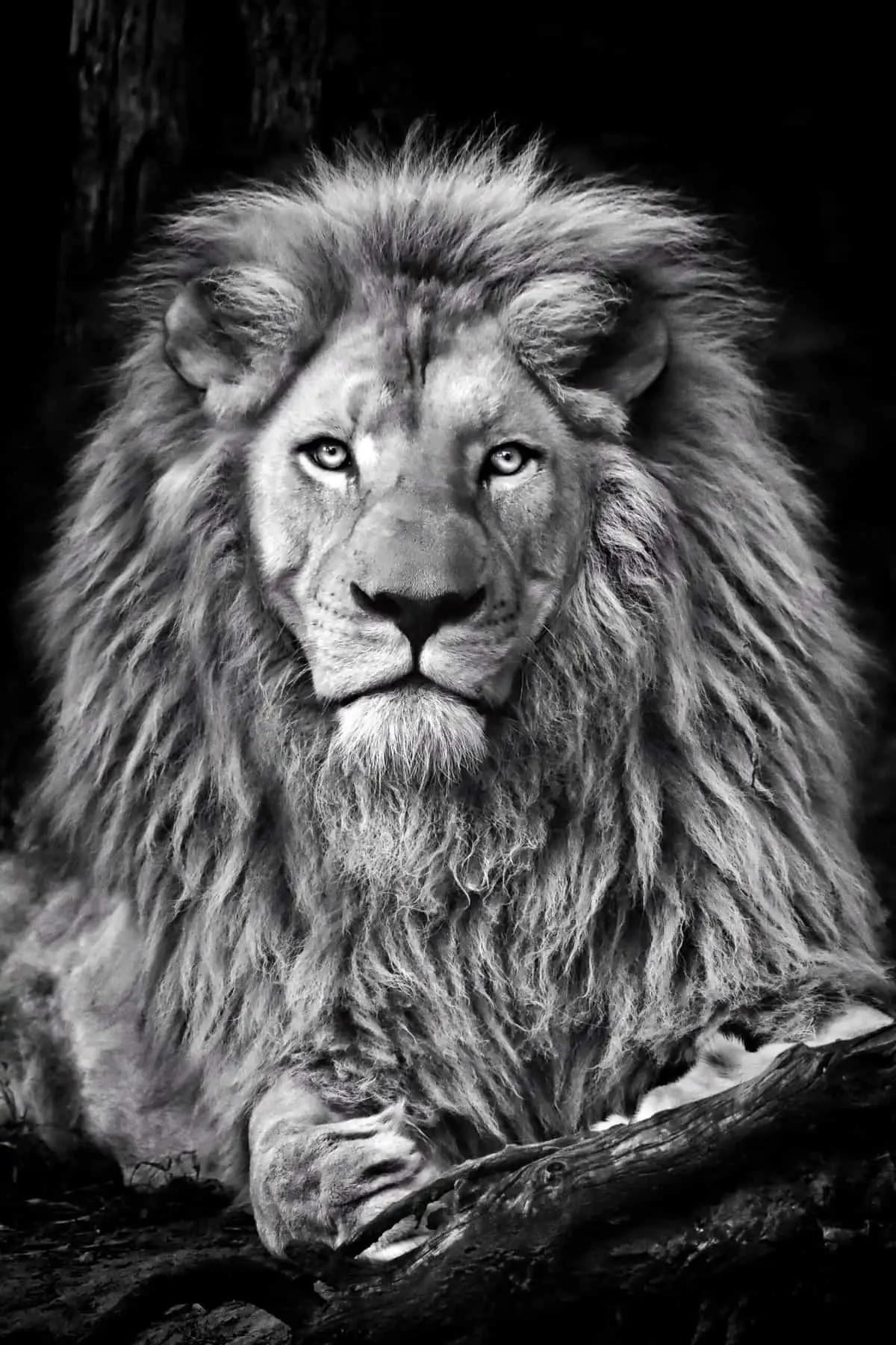 king-of-the-jungle-2021-08-29-11-29-52-utc